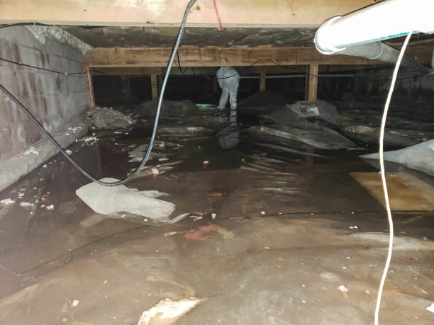 Best Ceiling and Wall Water Damage Repair in Maynardville, TN